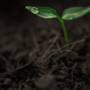 dicot seedling with water droplet on one leaf, on a background of soil