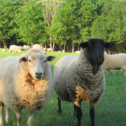 sheep