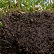 Healthy soil