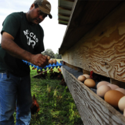 collecting eggs at Burroughs Family Farms