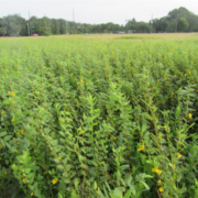Patridge peas