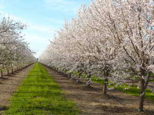 California almond orchard in bloom