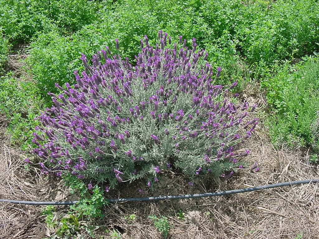 Lavender in bloom