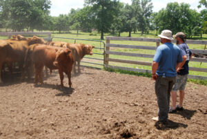 cattle pen