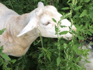 goat browsing