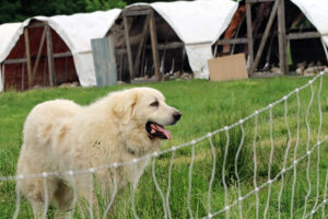guardian dog