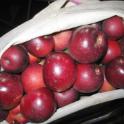 Arkansas Black apples