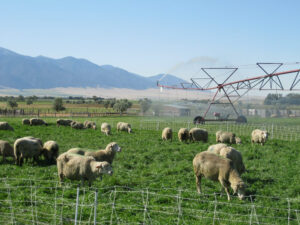 paddocks