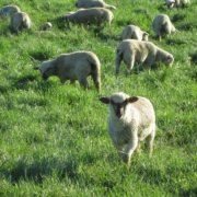 sheep
