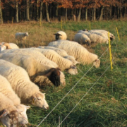 poly-wire fence