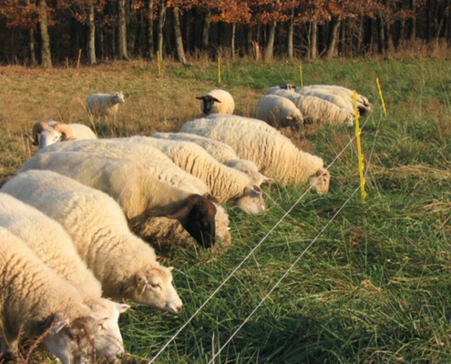 poly-wire fence