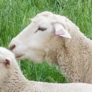 bottle jaw sheep