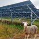 A sheep stands under a solar array