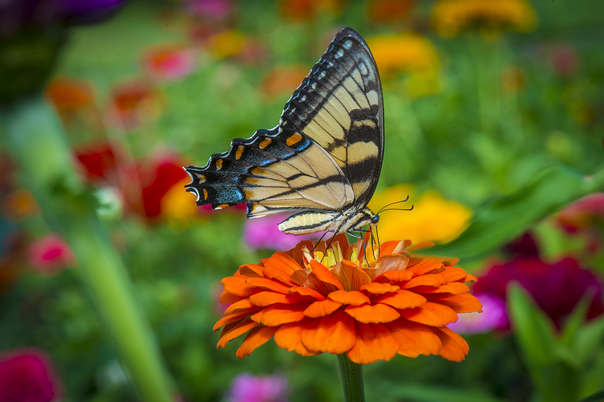 A butterfly drinks from a flower