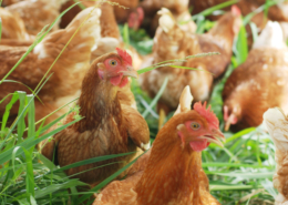 Poultry in a coup