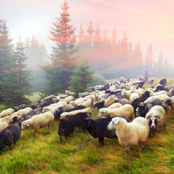 Sheep walking through a wooded area