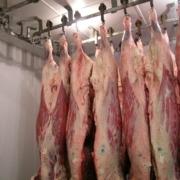 Beef hanging in a meat plant’s cooler.