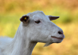 goat