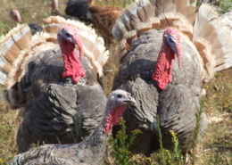 Two toms and hen lilac turkeys