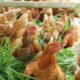 buff chickens in grass