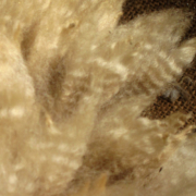 closeup of sheep wool