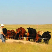 cattle on pasture