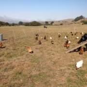 Pastured laying hens at Fifth Crow Farm.