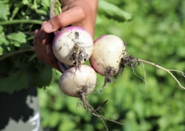 hand holding three turnips