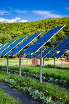 La sombra de los paneles solares proporciona protección contra el sol y el viento a los cultivos de hortalizas.