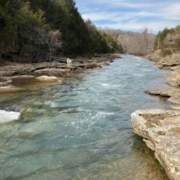 Nina Prater's creek with a dog standing on the shore
