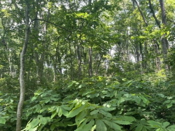 Agricultura forestal