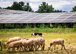 The Solar Shepherd with sheep grazing around solar array