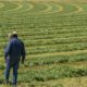 person walking away into field of windrowed alfalfa