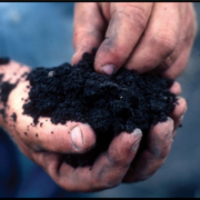 Healthy soil in hands
