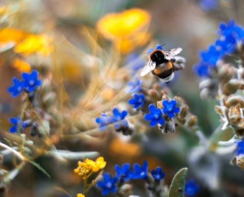 bumblebee on bright blue flowers with yellow flowers in background