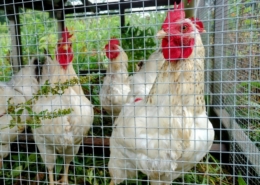 Delaware pullets